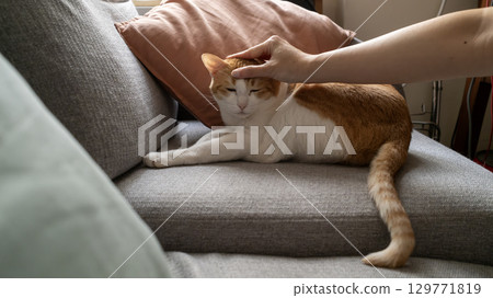 animal, brown tabby, sofa 129771819