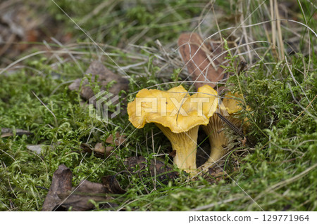 Golden chanterelle mushrooms thrive amidst lush green moss on the forest floor. Golden chanterelle mushrooms thrive amidst lush green moss on the forest floor. 129771964
