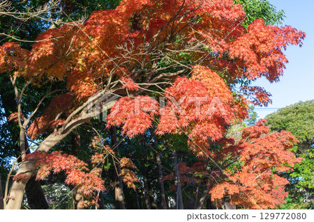 Maple leaves which turned red leaves Maple leaves which turned red leaves 129772080