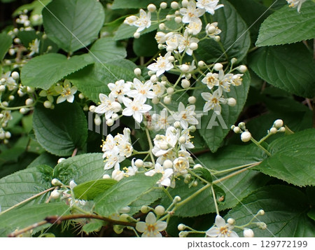 五月高尾山登山道上盛開的丸栄寺花的特寫 129772199