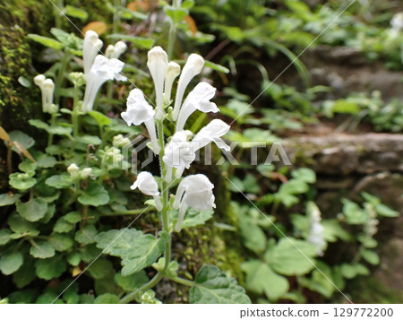 五月,高尾山登山道上盛開著白色的小葉紫雲英 五月,高尾山登山道上盛開著白色的小葉紫雲英 129772200