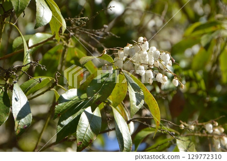 White flowers of Asebi (Japanese andromeda) (near the ruins of Hachioji Castle, Hachioji City, Tokyo) White flowers of Asebi (Japanese andromeda) (near the ruins of Hachioji Castle, Hachioji City, Tokyo) 129772310