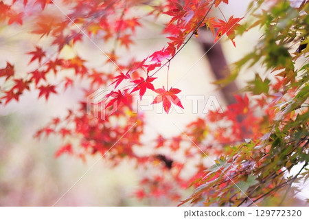 多彩的秋葉 129772320