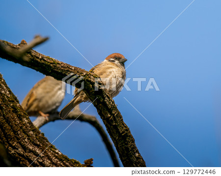 適合分支的麻雀 適合分支的麻雀 129772446