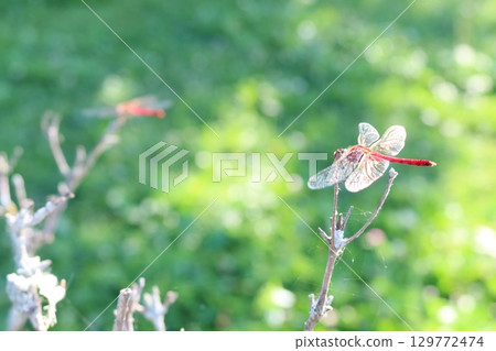 Red dragonfly in late summer 129772474