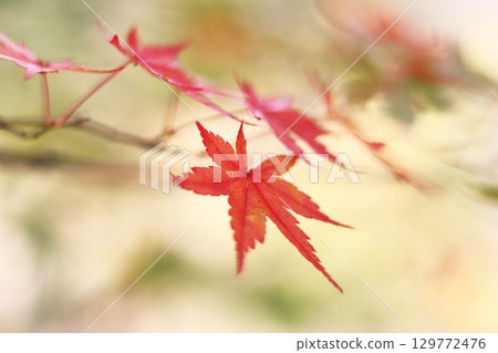 Beautiful maple trees with autumn leaves Beautiful maple trees with autumn leaves 129772476