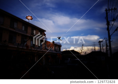 Cosmos blooming at dusk 129772828