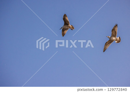 Two seagulls flying high in the blue sky, wings spread wide as they glide effortlessly in the open air. 129772840