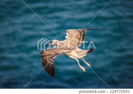 A seagull in mid-flight above the sea, wings spread wide, gliding gracefully over the blue water. 129772841