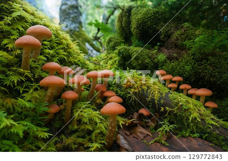 Honey Mushrooms on Mossy Log Honey Mushrooms on Mossy Log 129772843