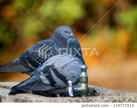 鴿子在地上行走 鴿子在地上行走 129772918