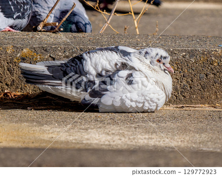 Feral pigeons and white pigeons walking on the ground 129772923