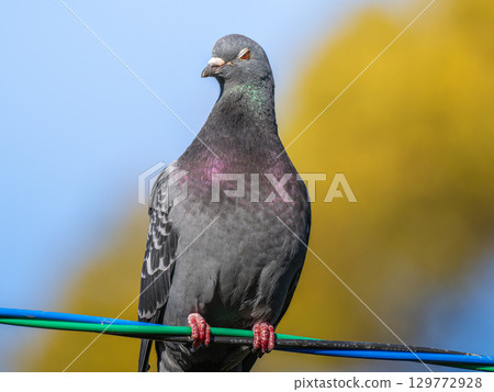 Dove on the wire Dove on the wire 129772928