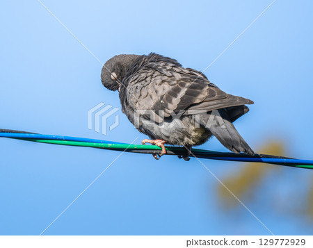 Dove on the wire Dove on the wire 129772929