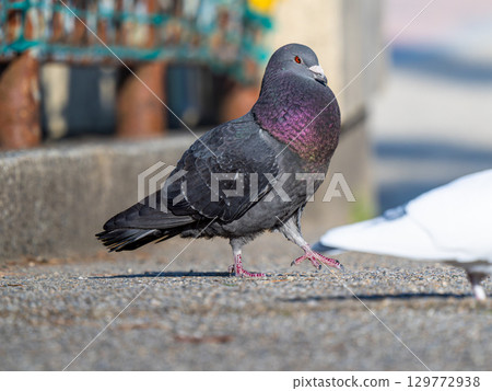 pigeon walking on the ground 129772938