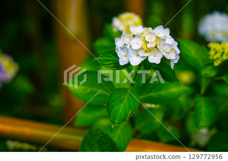 Hydrangeas soaked in the rain of the rainy season 129772956