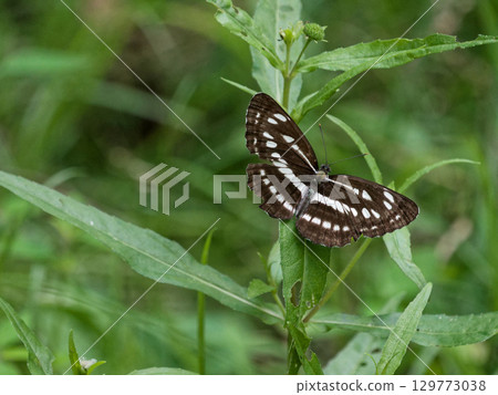 Neptis sapphire ♂ Neptis sapphire ♂ 129773038