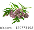 Valerian flowers isolated on white background. Valeriana officinalis. Medicinal herbs. 129773198