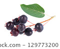 Serviceberry with green leaves isolated on white background. Saskatoon, amelanchier, shadbush, juneberry, irga or sugarplum ripe berries. 129773200