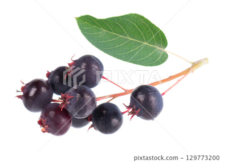 Serviceberry with green leaves isolated on white background. Saskatoon, amelanchier, shadbush, juneberry, irga or sugarplum ripe berries. Serviceberry with green leaves isolated on white background. Saskatoon, amelanchier, shadbush, juneberry, irga or sugarplum ripe berries. 129773200