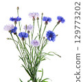 Blue Cornflower isolated on white background. Centaurea cyanus or bachelor's button flowers. 129773202