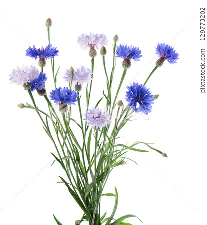 Blue Cornflower isolated on white background. Centaurea cyanus or bachelor's button flowers. 129773202
