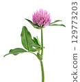 Clover flower isolated on white background. Pink clover on a stem with green leaves. Medicinal herb. 129773203