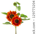 Red sunflower with green leaves, isolated on white background. Decorative sunflower flower. Clipping path. 129773204