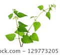 Nettle plant isolated on white background. Green common nettle, burn nettle, stinging nettle or Urtica dioica. Medicinal and culinary herb. Clipping path. 129773205