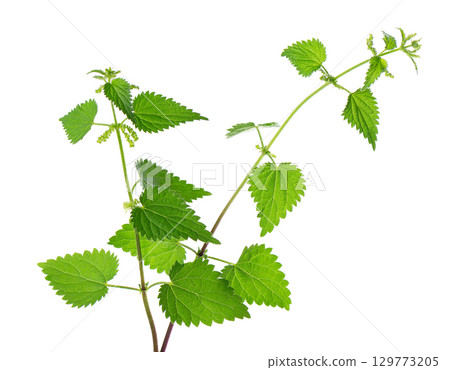 Nettle plant isolated on white background. Green common nettle, burn nettle, stinging nettle or Urtica dioica. Medicinal and culinary herb. Clipping path. 129773205