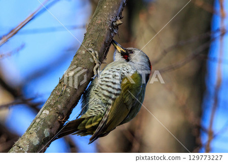 大啄木鳥 Aogera 與在森林中脫穎而出的紅頭圖案 129773227