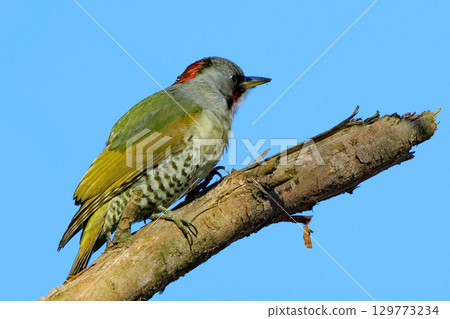 Large woodpecker Aogera with a red head pattern that stands out in the forest Large woodpecker Aogera with a red head pattern that stands out in the forest 129773234
