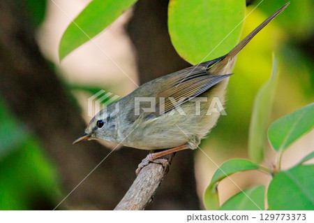 鳴鳥宣告了春天的到來,但儘管有熟悉的聲音卻沒有出現 鳴鳥宣告了春天的到來,但儘管有熟悉的聲音卻沒有出現 129773373