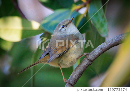鳴鳥宣告了春天的到來，但儘管有熟悉的聲音卻沒有出現 129773374