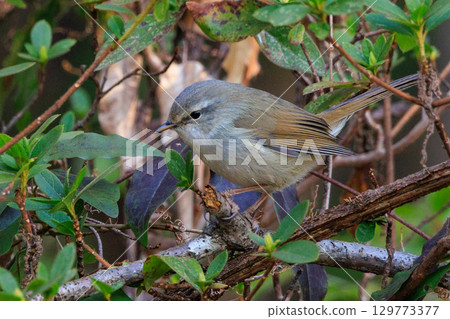 鳴鳥宣告了春天的到來，但儘管有熟悉的聲音卻沒有出現 129773377