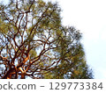 松樹和天空 129773384