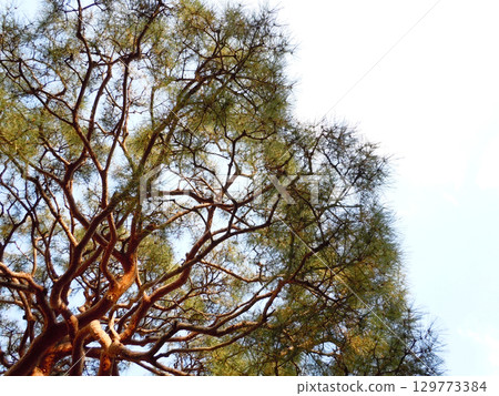 Pine tree and sky 129773384