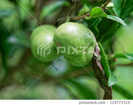 山茶科茶樹的果實 129773529