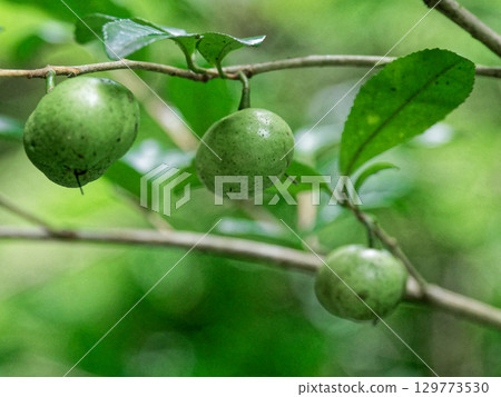 山茶科茶樹的果實 山茶科茶樹的果實 129773530