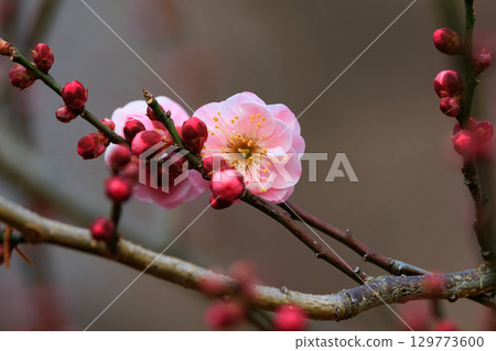 Ume, a flower that heralds spring 129773600