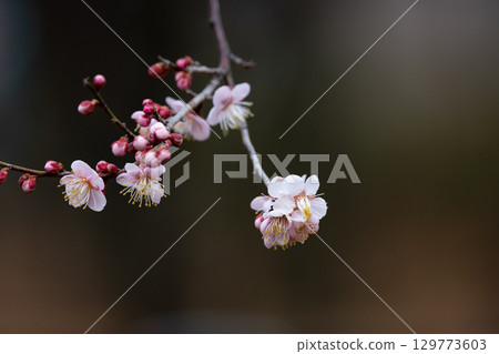 Ume, a flower that heralds spring Ume, a flower that heralds spring 129773603