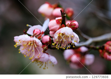 Ume, a flower that heralds spring Ume, a flower that heralds spring 129773608