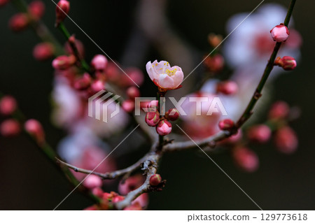 梅,預示著春天的花朵 梅,預示著春天的花朵 129773618