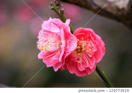 Ume, a flower that heralds spring Ume, a flower that heralds spring 129773619