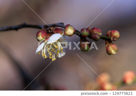 Ume, a flower that heralds spring Ume, a flower that heralds spring 129773621