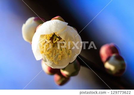 Ume, a flower that heralds spring Ume, a flower that heralds spring 129773622