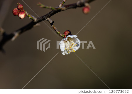 Ume, a flower that heralds spring Ume, a flower that heralds spring 129773632