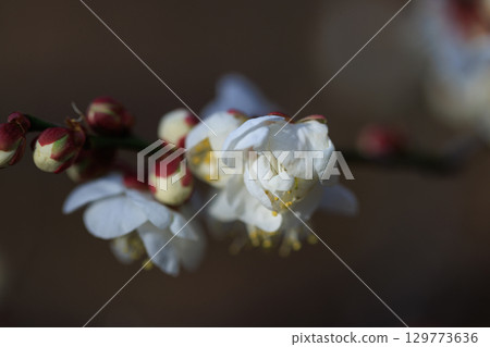 梅，預示著春天的花朵 129773636