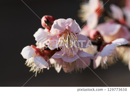 Ume, a flower that heralds spring Ume, a flower that heralds spring 129773638