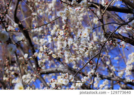 梅，預示著春天的花朵 129773640